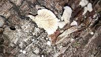 Schizophyllum commune image