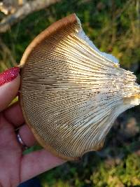 Pleurotus ostreatus image