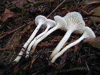 Hygrocybe russocoriacea image