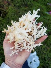 Hericium coralloides image