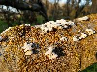 Schizophyllum commune image
