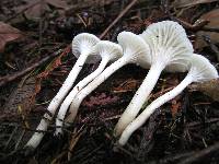 Hygrocybe russocoriacea image