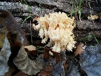 Hericium coralloides image