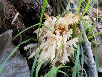 Hericium coralloides image