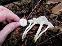 Hygrocybe russocoriacea image