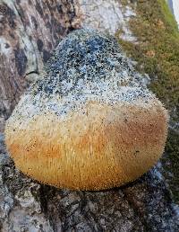 Hericium erinaceus image