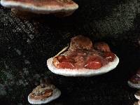 Fomitopsis cajanderi image