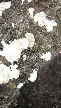 Schizophyllum commune image