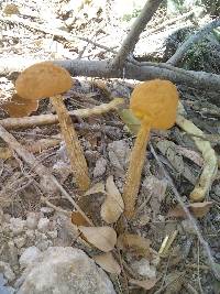 Battarrea phalloides image