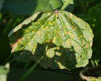 Puccinia malvacearum image