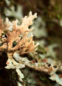 Pseudocyphellaria homoeophylla image