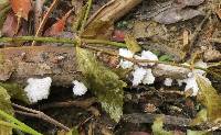 Schizophyllum commune image