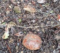 Leccinum manzanitae image