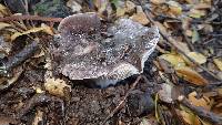 Tricholoma griseoviolaceum image