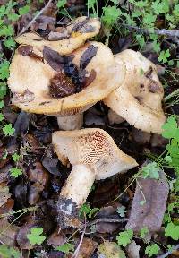 Lactarius alnicola image