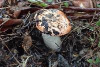 Leccinum manzanitae image