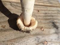 Volvariella gloiocephala image