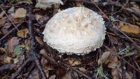 Amanita magniverrucata image