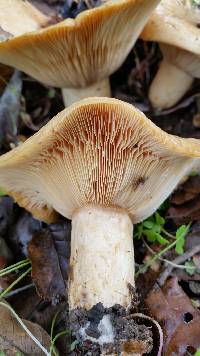 Lactarius alnicola image