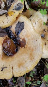 Lactarius alnicola image