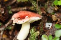 Russula roseopileata image