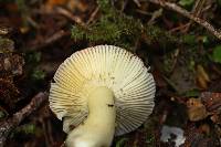 Russula roseopileata image