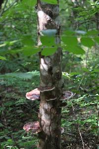 Ganoderma lucidum image