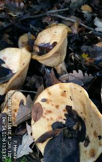 Lactarius alnicola image