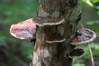 Ganoderma lucidum image