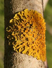 Xanthoria parietina var. parietina image