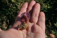 Laccaria amethysteo-occidentalis image