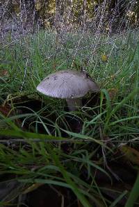 Amanita vaginata image