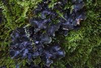 Peltigera collina image