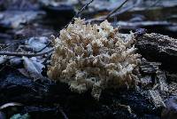 Hericium coralloides image