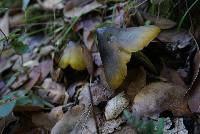 Hygrocybe singeri image