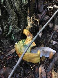 Omphalotus olivascens image