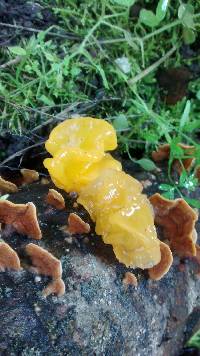 Tremella aurantia image