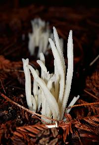 Clavaria fragilis image