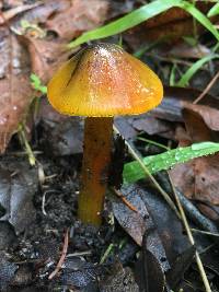 Hygrocybe singeri image