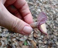 Laccaria amethysteo-occidentalis image