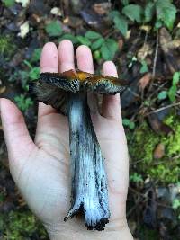 Hygrocybe singeri image