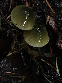 Hygrocybe psittacina var. psittacina image