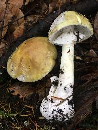 Amanita phalloides image