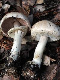 Agaricus hondensis image