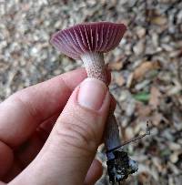 Laccaria amethysteo-occidentalis image