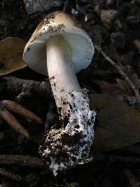 Amanita phalloides image