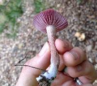 Laccaria amethysteo-occidentalis image