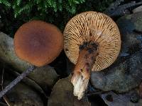 Lactarius rufulus image