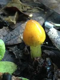 Hygrocybe singeri image