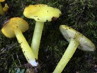 Hygrocybe chlorophana image